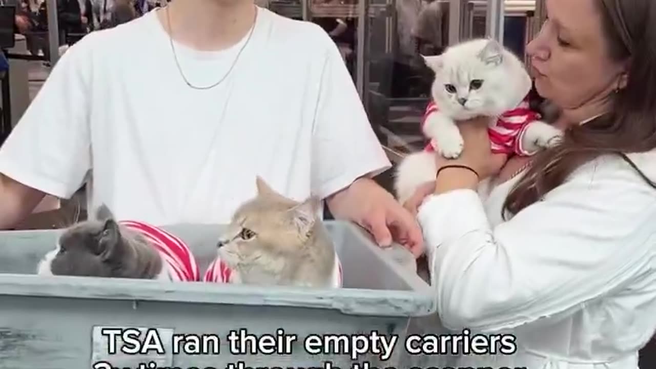 Traveling with four well-trained cats to Paris ✈️