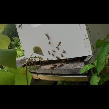 Sunday Noon with Cicadas