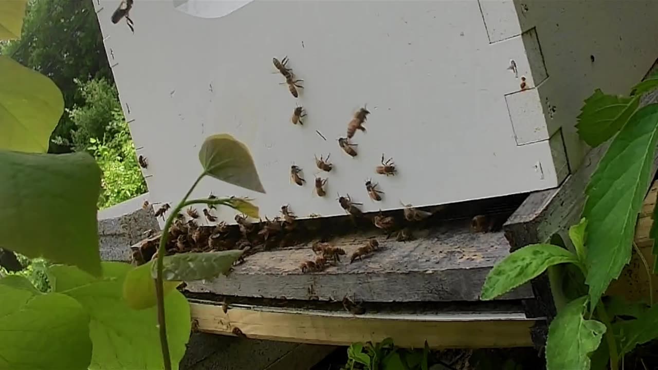 Sunday Noon with Cicadas