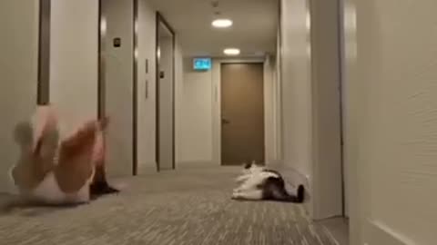 Funny animals