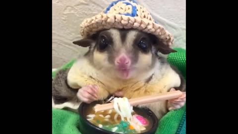 Funny Animals - Best Of The 2025 , Funny Animals