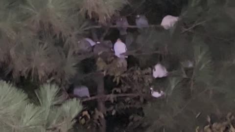 The Guinea Bedroom