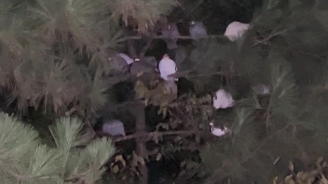 The Guinea Bedroom