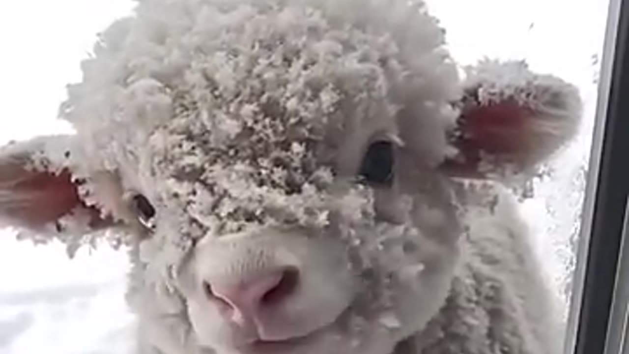 The Cutest Smiling Sheep in the World! 🐑😊