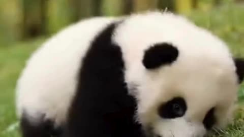 🐼🎋 This Panda’s Calm Little Moment Is Too Cute to Ignore 😌✨