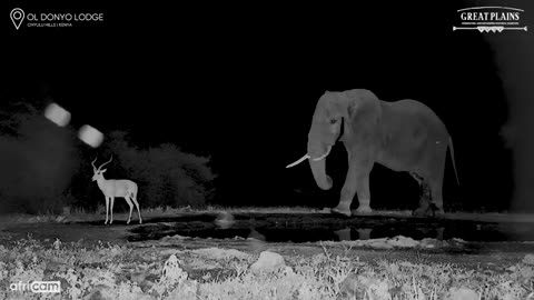 Elephants