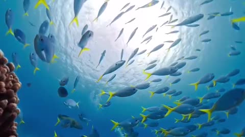 School of fish