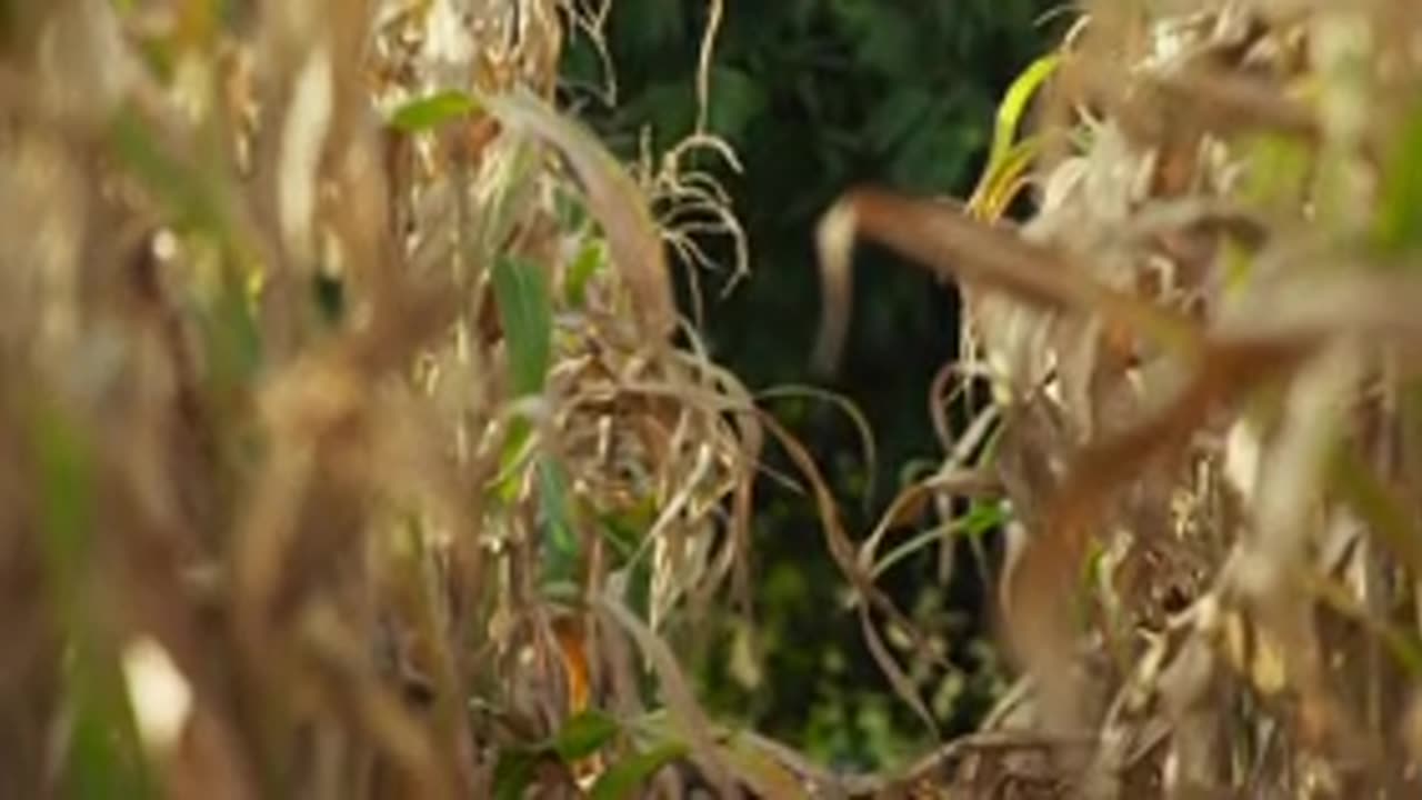 Doménica Montero: Capítulo 12 parte 3