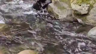 A black bear cub's first big adventure - crossing a creek