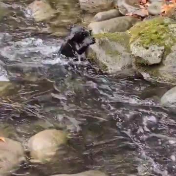 A black bear cub's first big adventure - crossing a creek