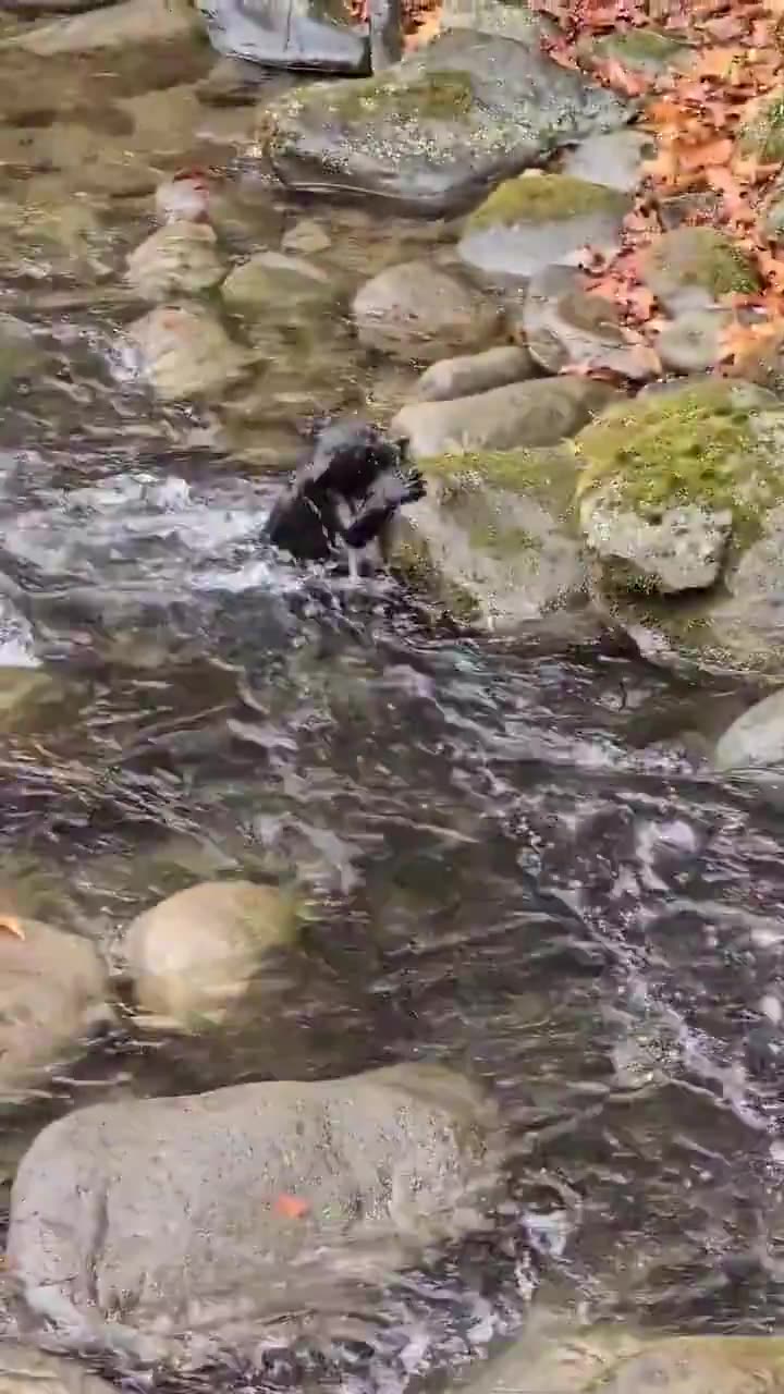 A black bear cubs first big adventure - crossing a creek