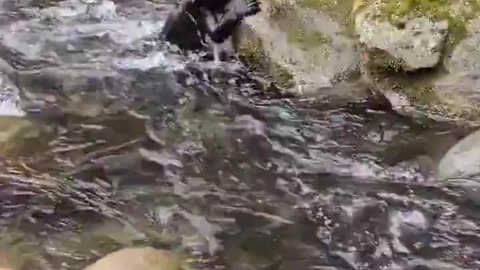 A black bear cub's first big adventure - crossing a creek