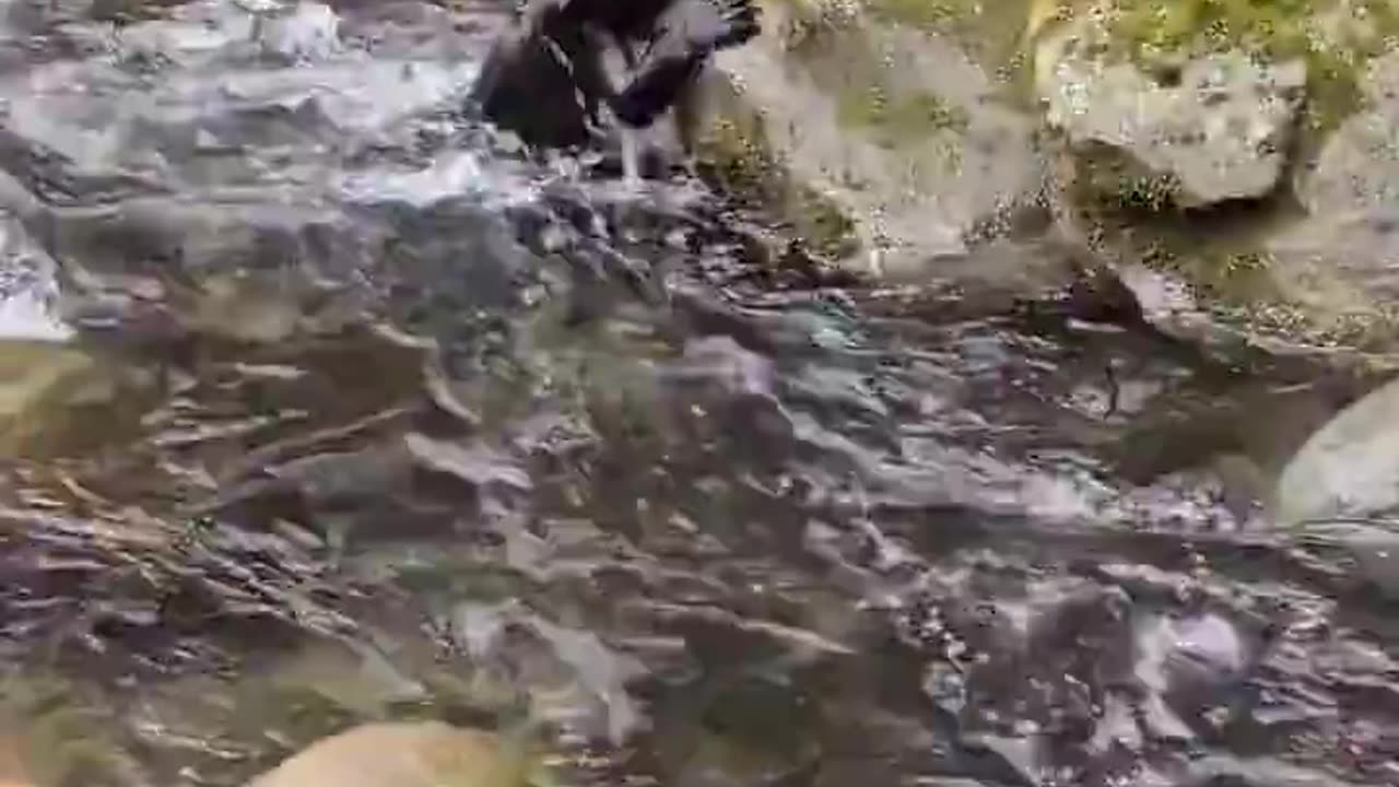 A black bear cub's first big adventure - crossing a creek