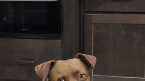 Little Brown Dog