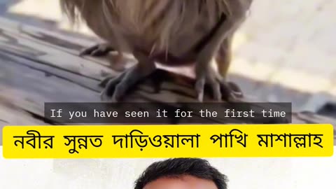 "দাড়িওয়ালা পাখি 🕊️ Sunnah Style Bird 🌿 First Time Reaction"