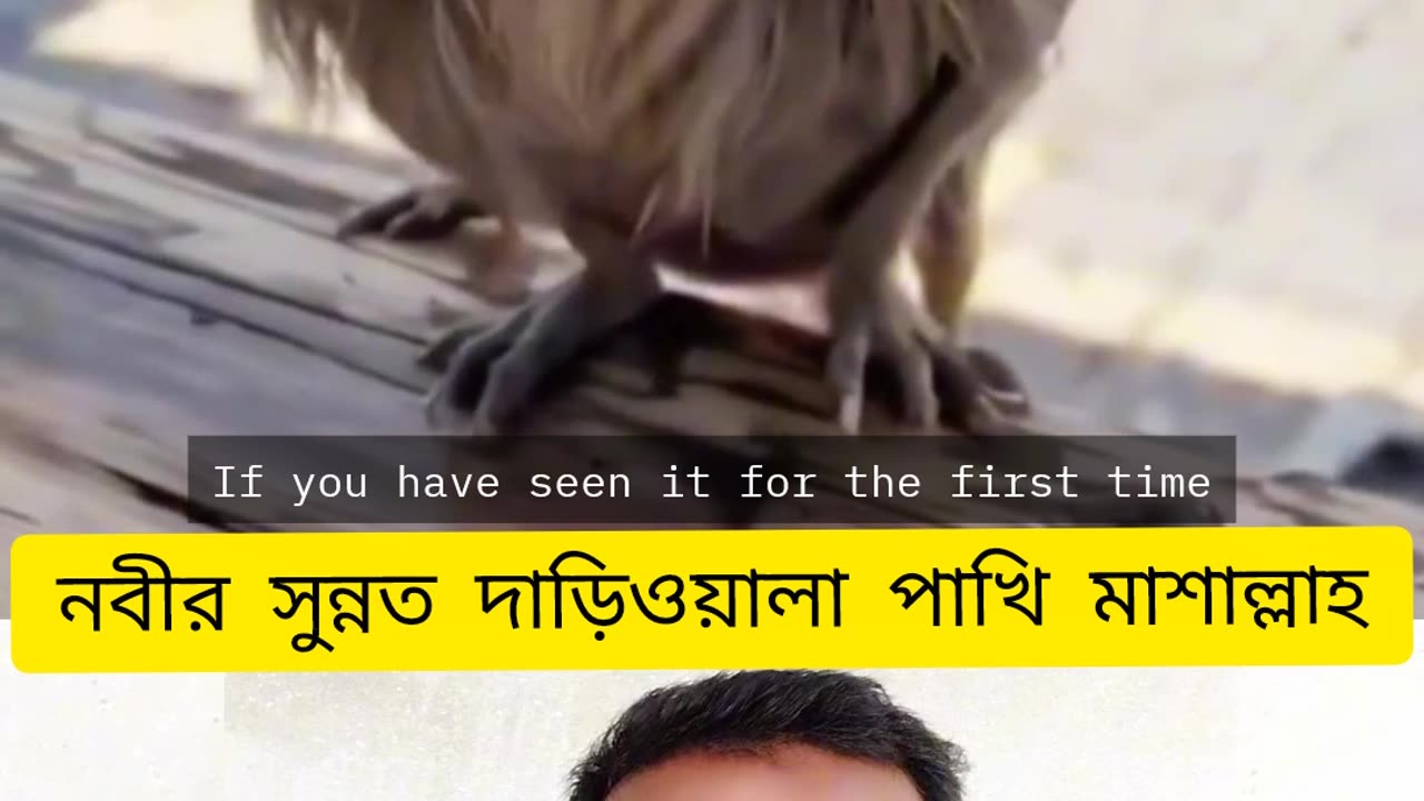 "দাড়িওয়ালা পাখি 🕊️ Sunnah Style Bird 🌿 First Time Reaction"