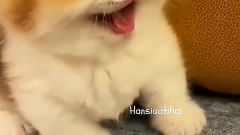 Cute cat