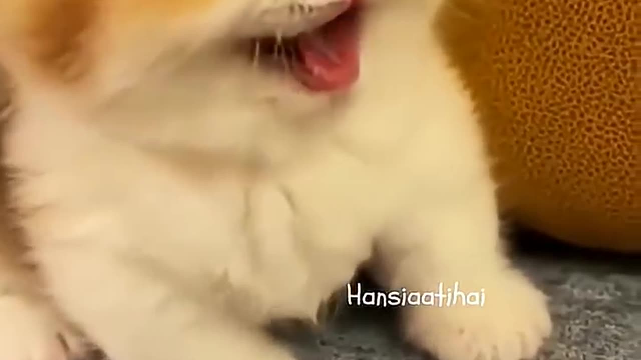 Cute cat