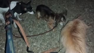Villanova Kiko ChaCha Chiquis doggie walk rest area Chiquis lets out little worried barks2025915364