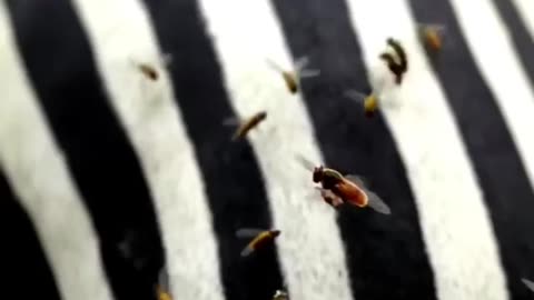 Zebra or beens kya krte hai ak saath