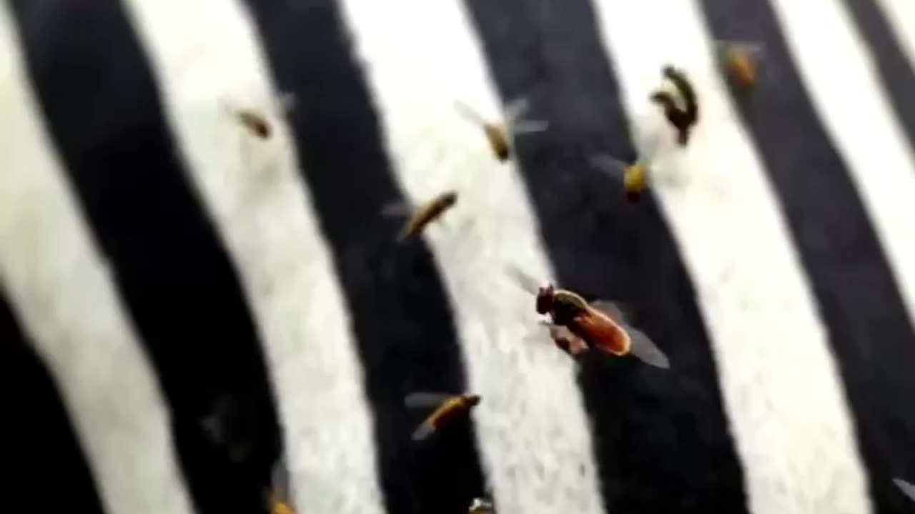 Zebra or beens kya krte hai ak saath