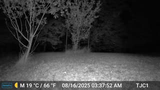 Coyote