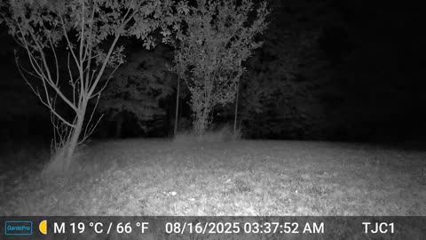 Coyote