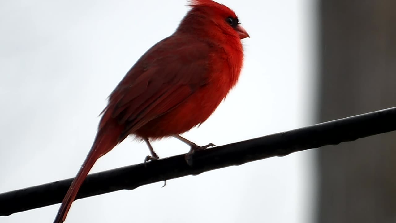 Bird