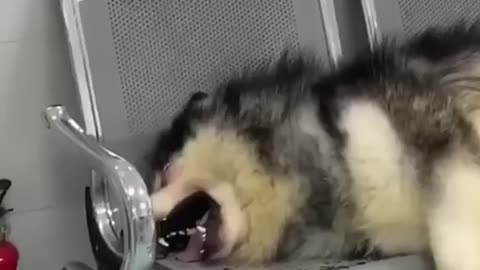 try not to laugh🤪😂😂