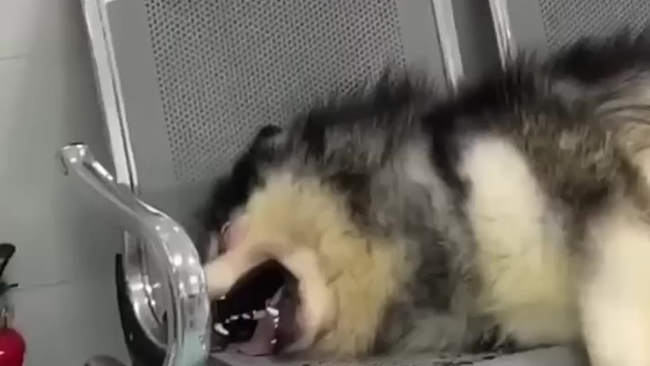 try not to laugh🤪😂😂