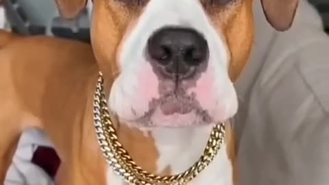 Dogs being idiots 8 🤣🐕 #funnydog #funnypet #cutedog #dog #shorts