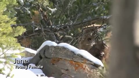 ACTUAL FOOTAGE - Face to Face with SASQUATCH