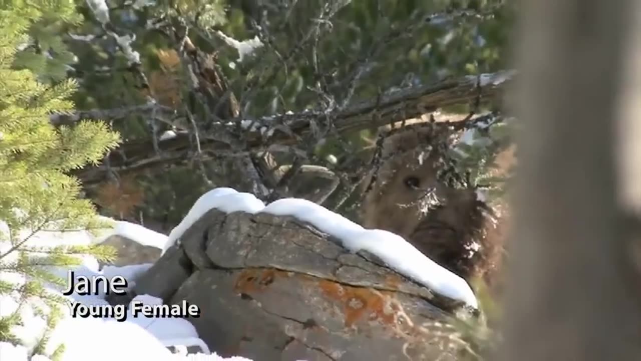 ACTUAL FOOTAGE - Face to Face with SASQUATCH