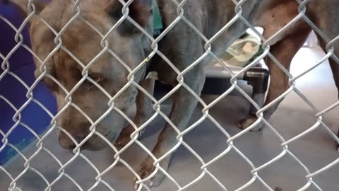 Zeus 6y Pet Id 948578 kennel 22 HSSAZ shelter_20251017_143021082