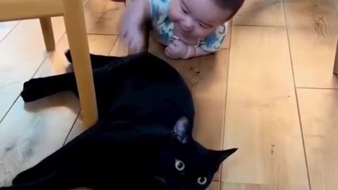 Cats Misbehaving Cats Bully