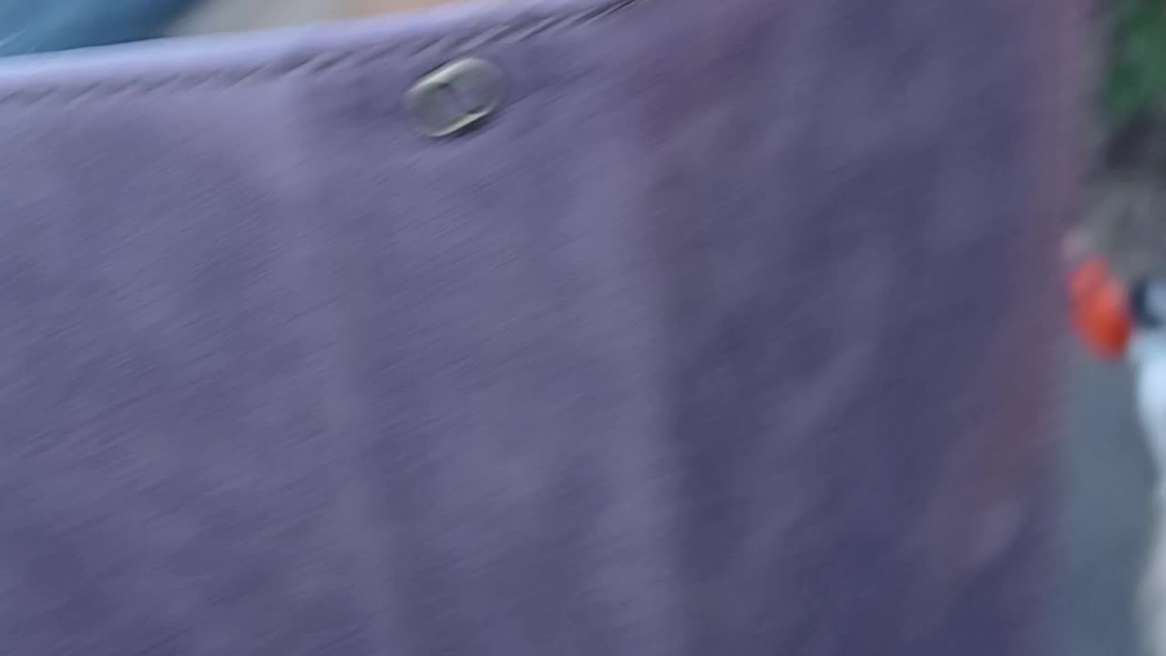 Eleanor and the dog eaters