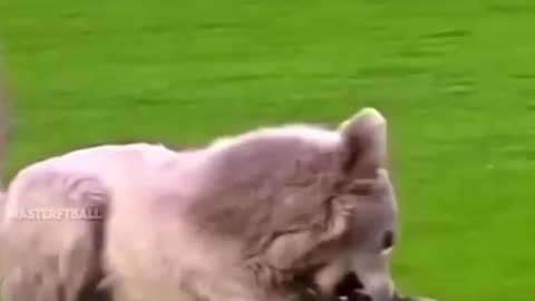 Other Animals vs Football + Him ☠️