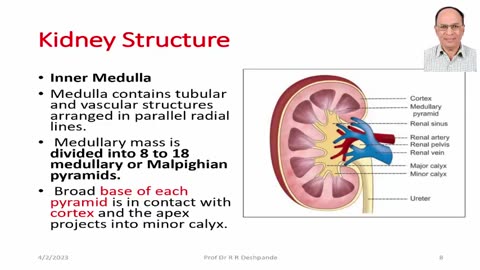 Kidney Structure & Function