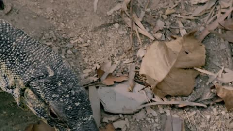 Secrets of Wild Australia: Series 1