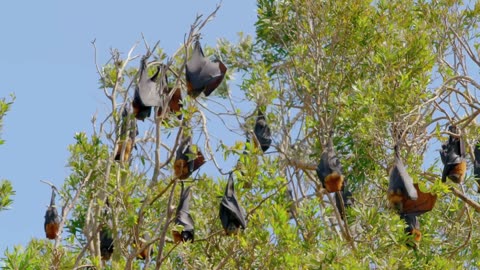 Secrets of Wild Australia: Series 1