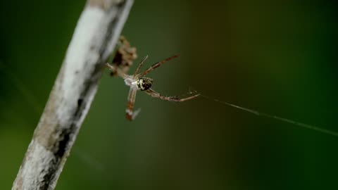 Secrets of Wild Australia: Series 1