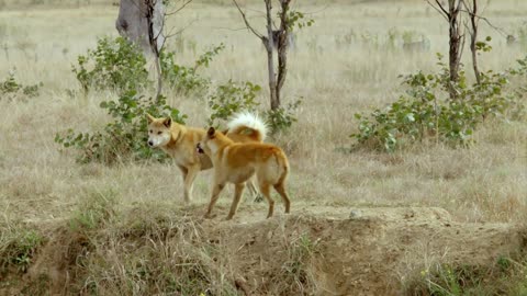 Secrets of Wild Australia: Series 1