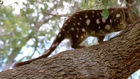 Secrets of Wild Australia: Series 1