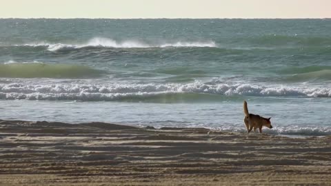 Secrets of Wild Australia: Series 1