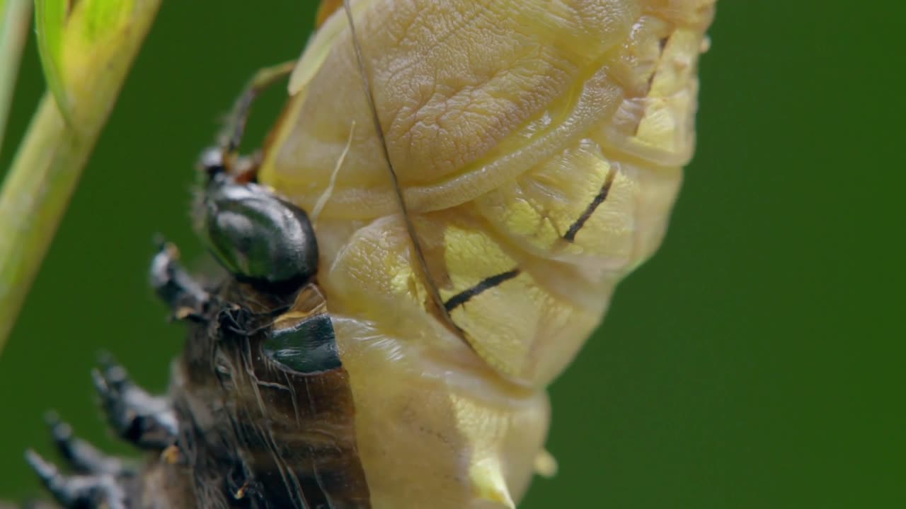 Secrets of Wild Australia: Series 1