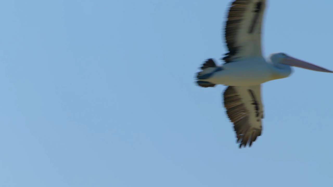 Secrets of Wild Australia: Series 1