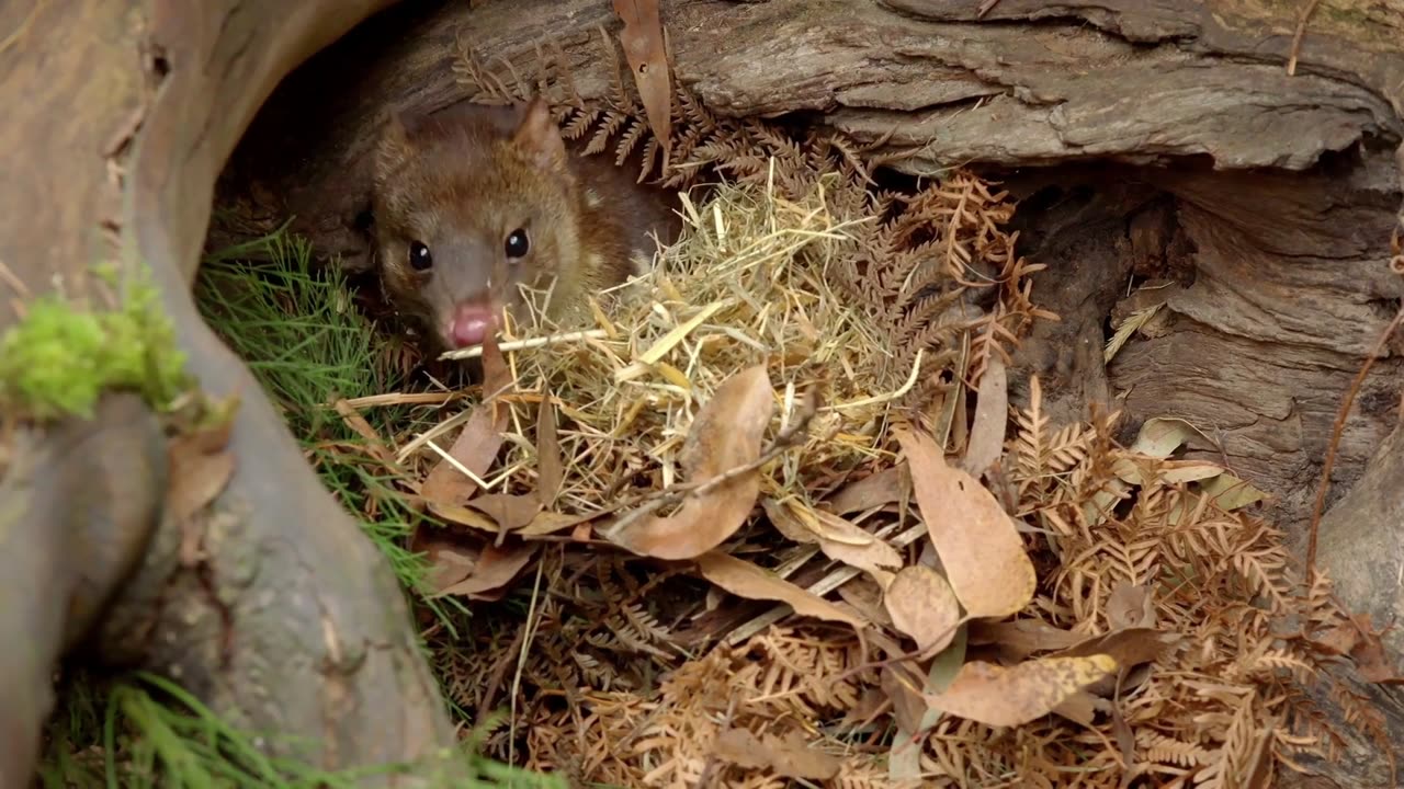 Secrets of Wild Australia: Series 1