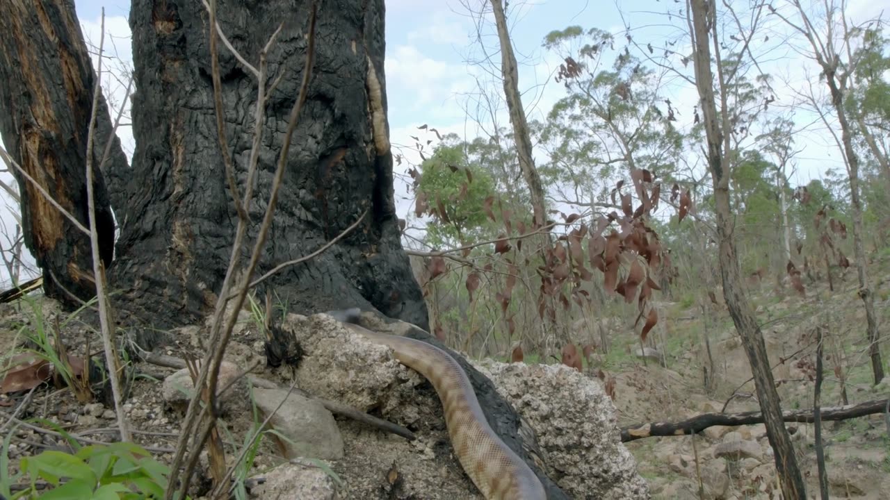 Secrets of Wild Australia: Series 1