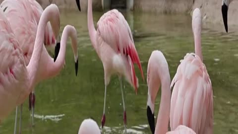 flamingos