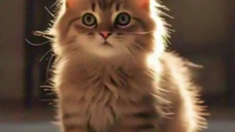 Purrfection in motion—no words needed
